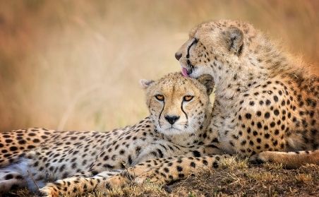 African Romance