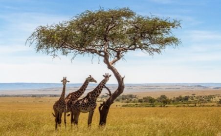 East Africa