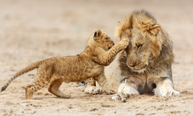 African Romance
