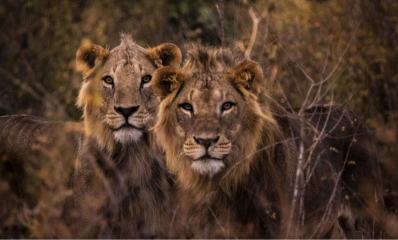 Xigera Botswana