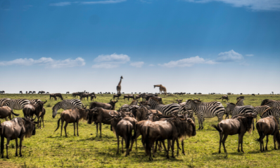 East Africa