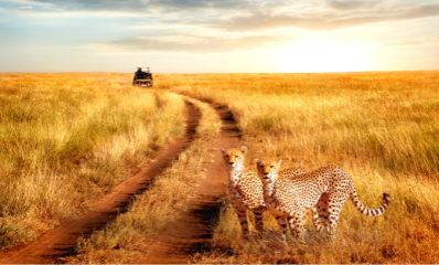 Tanzania Explorer